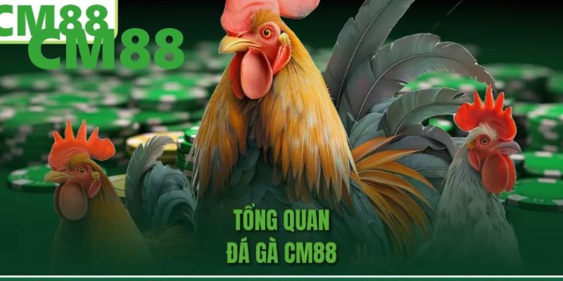 Đá Gà CM88 – Đấu Trường Chiến Kê Đắng Cấp, Hấp Dẫn Nhất 2026 1 Giới thiệu qua về sảnh chơi đá gà CM88