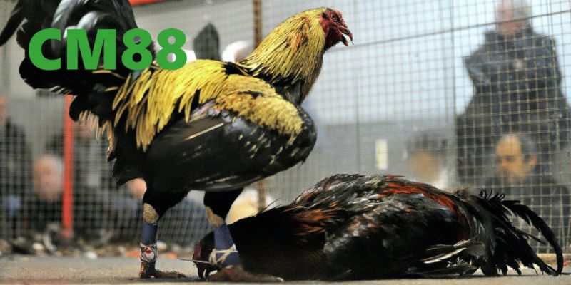 Đá Gà Cựa Sắt Tại CM88 - Trải Nghiệm Đỉnh Cao Và An Toàn 3 Lý do mà anh em nên chọn tham gia chơi đá gà cựa sắt tại CM88